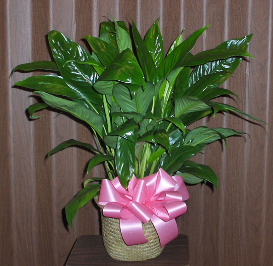 Flowers from Pat & Mary Lou Guptill and Family