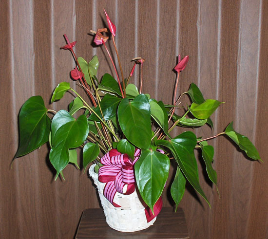 Flowers from Shandon