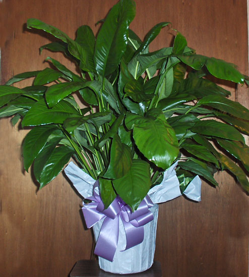 Flowers from Faye (Stalley) Peddicord