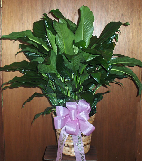 Flowers from Esther & Harry Leeper, Butch & JoAnn Sanders, Patty & Gary Senier and Families