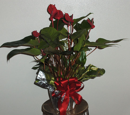 Flowers from Norman & Jean  (Pavolas) Amiotte