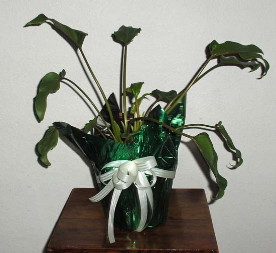 Flowers from Butch & Kathy Beach, Verna & Paul Lines, Kenny & Shirley Kingsbury, George and Evelyn Page
