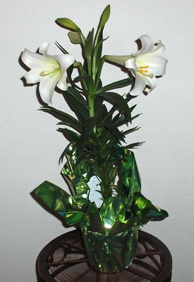 Flowers from Shane