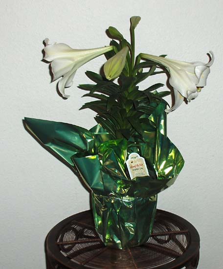 Flowers from Sloan