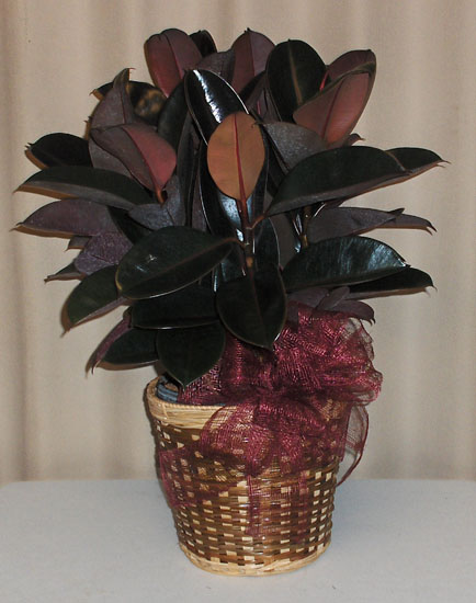 Flowers from Miles City Area NRCS