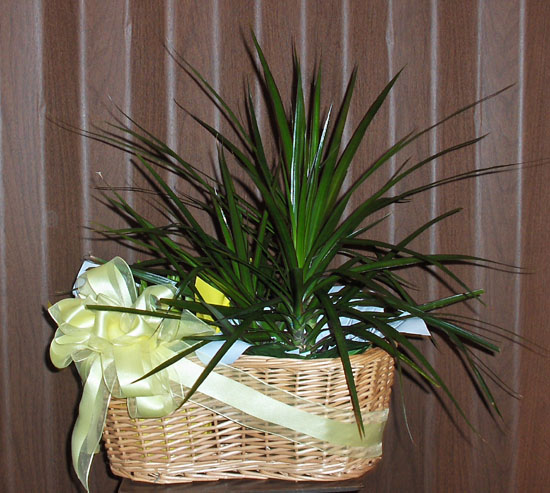 Flowers from Lurz Memorial Park