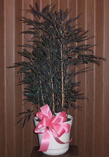 Flowers from Employees & Directors of Golden West