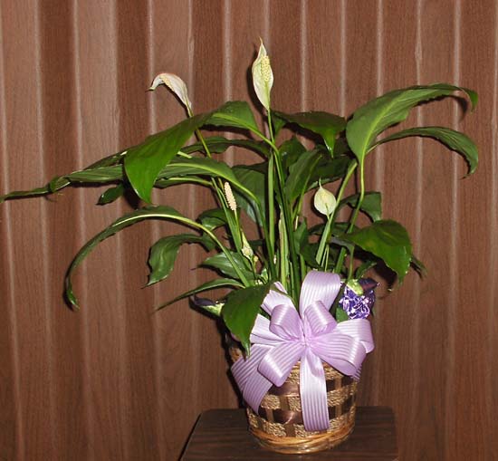 Flowers from Stulken, Petersen, Lingle, Walti & Staff