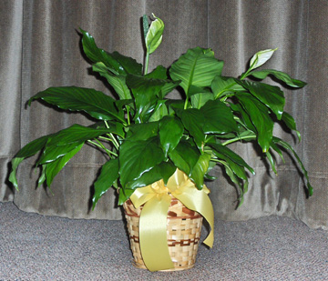 Flowers from Dave and Jody Marone & Family