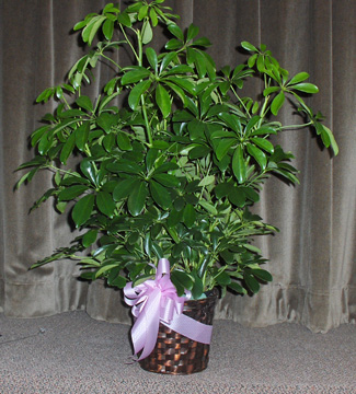 Flowers from Mark and Judith Radway and Family & Tom and Shelia Trask and Family 