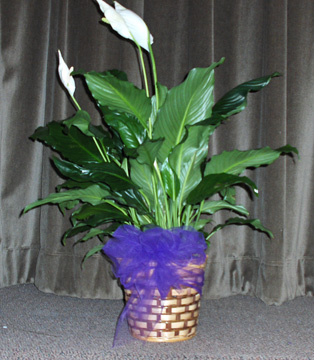 Flowers from Roy Roseth, Carmen, Sophie, Duane and Julian & Families