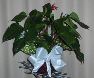 Flowers from Dennis Nelson - Heather Nelson