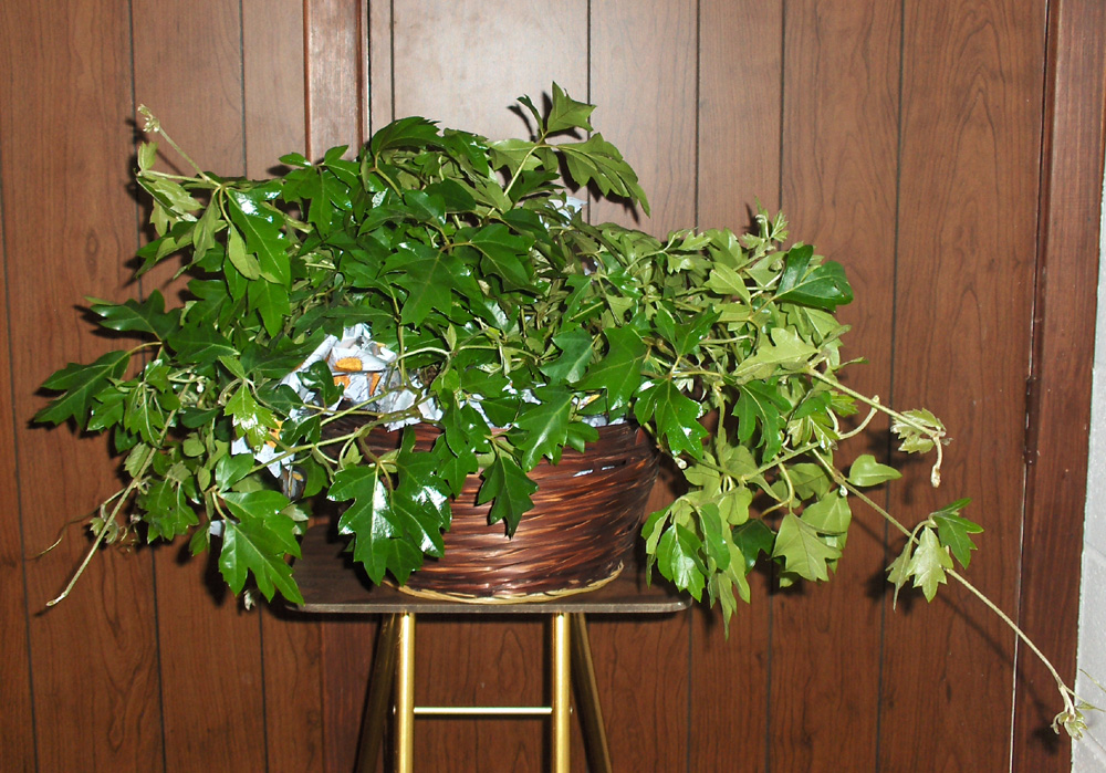 Flowers from Kadoka Nursing Home Staff and Board of Directors