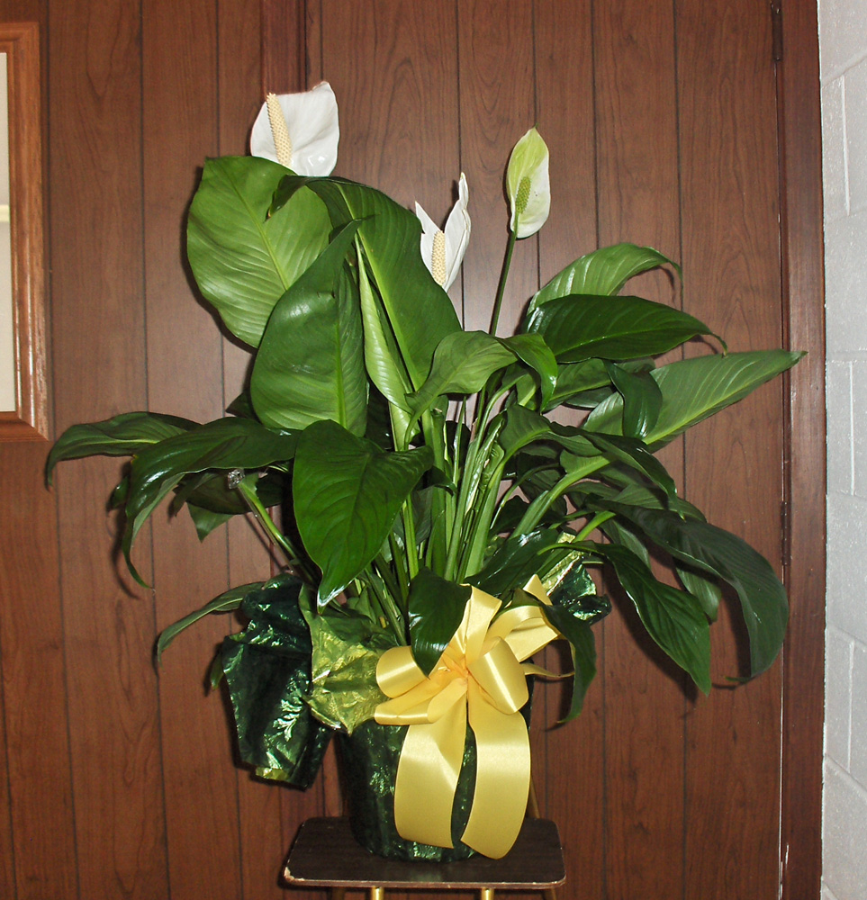 Flowers from Jerald & Andrea Cook, Wendy & Jeff Madsen, and Jeremy, Charity & Joshua Cook 