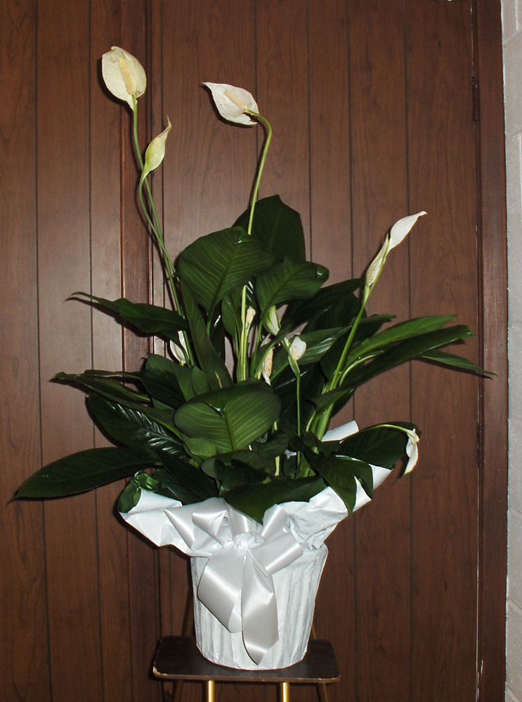 Flowers from Mary Overgaard
