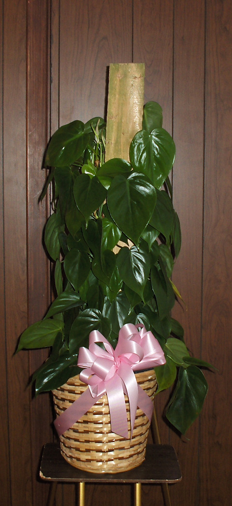 Flowers from Bob, Kathy and Garrett