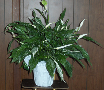 Flowers from Jim & Debbie Antonsen and Family