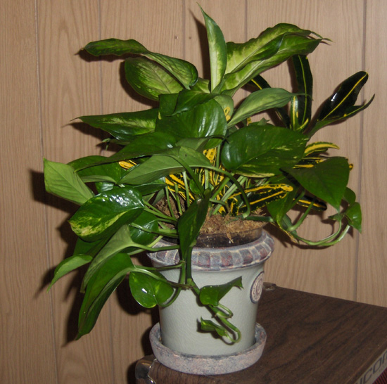 Flowers from Bernice Jonsgaard and Family