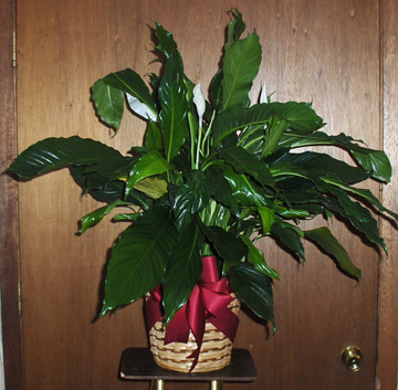 Flowers from JCPenney Associates