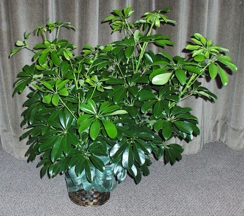 Flowers from Kennedy Family and Kennedy Implement and Employees