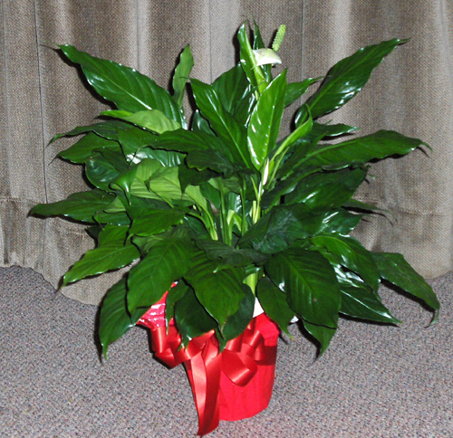 Flowers from Dave & Karen Webb and Family