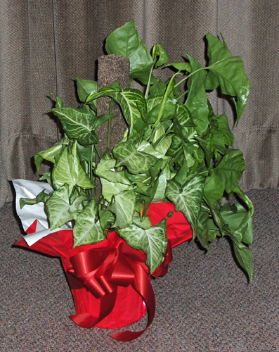 Flowers from Haakon County Board of Education