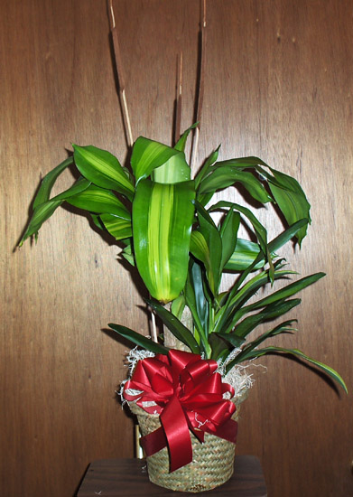 Flowers from Earl & Erma Gabriel, Cindy Nuzum