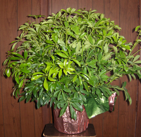 Flowers from James & Lois Archer - The Multi Chem Family