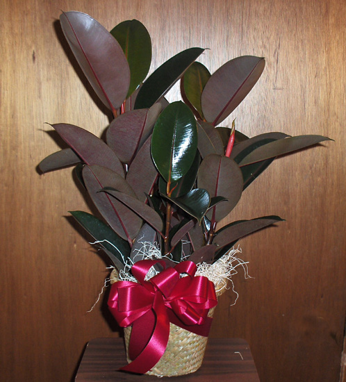 Flowers from Scott and Diane Huber