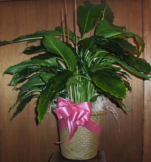 Flowers from SDDOT Winner Area
