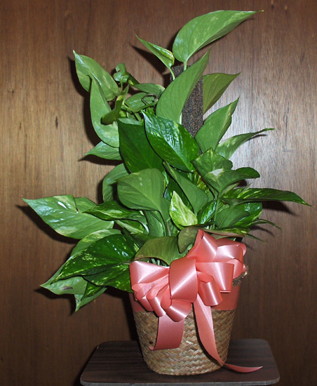 Flowers from Alice Peterson and Family