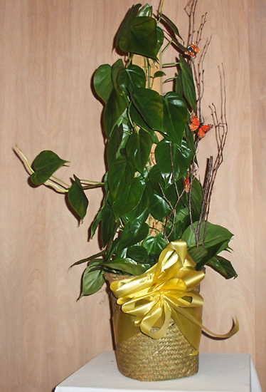 Flowers from The "Hodgins"  - Lesa, Nick, Amber, Amanda, Linda, Renee, Theron, Sherri, SheKendra, Molly & Kenny