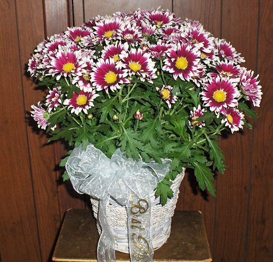Flowers from Lois