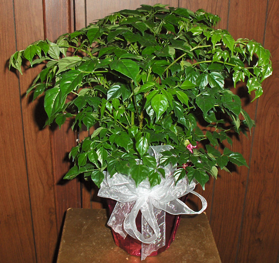 Flowers from Scott & Diane Huber