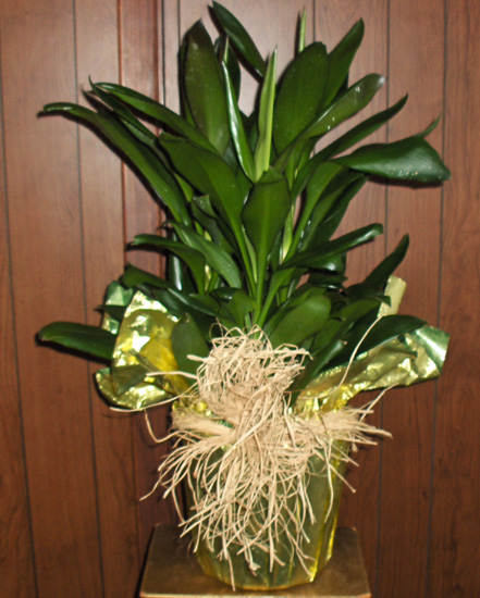 Flowers from Reed & Joyce, Ryan and Fallon and Kids, Dave & Valerie and Kids