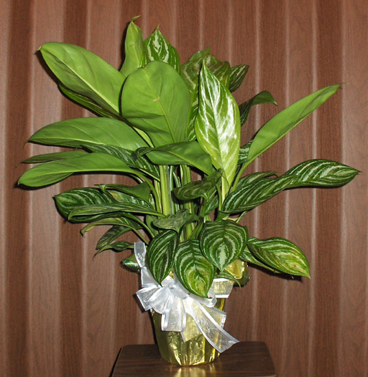 Flowers from Butch & Ann