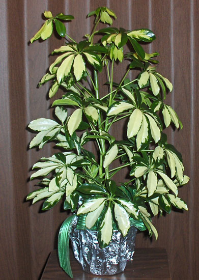 Flowers from The Class of 1961 ( Alma Crosbie)