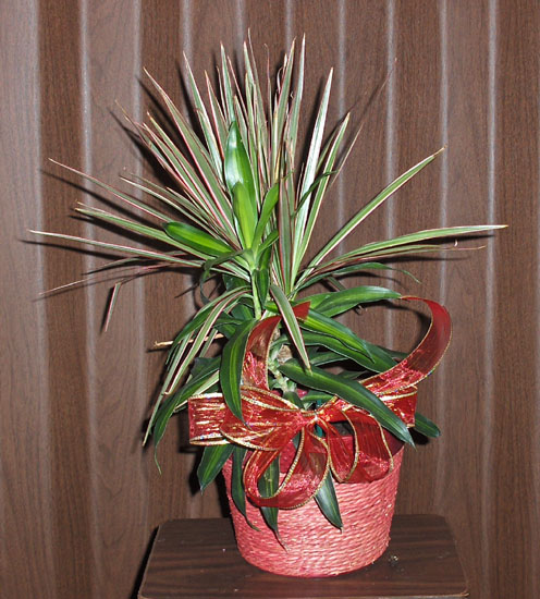 Flowers from Bruce & Family and your friends at Wal-Mart