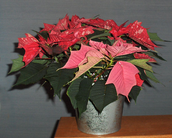 Flowers from Phyllis Denke & Family