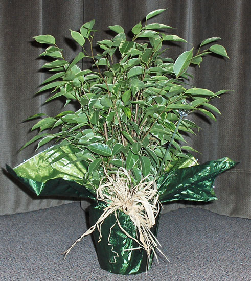 Flowers from Lucille Holsether and Family