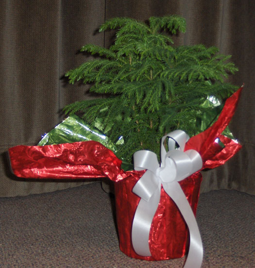 Flowers from Peggy & Dean Schoenthal and Darlene & Larry Brock