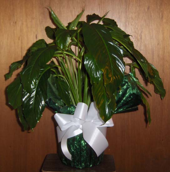 Flowers from The Mateicka Family