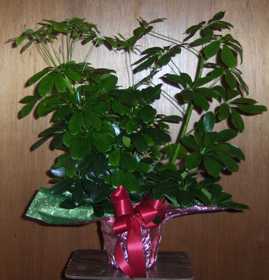 Flowers from Bob & Marvina Garcia