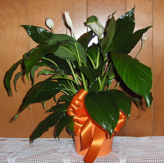 Flowers from Rebecca and Rocky Williams