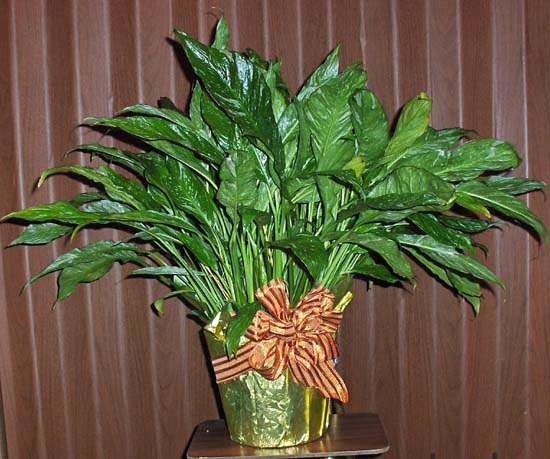 Flowers from The Graham Tire Group
