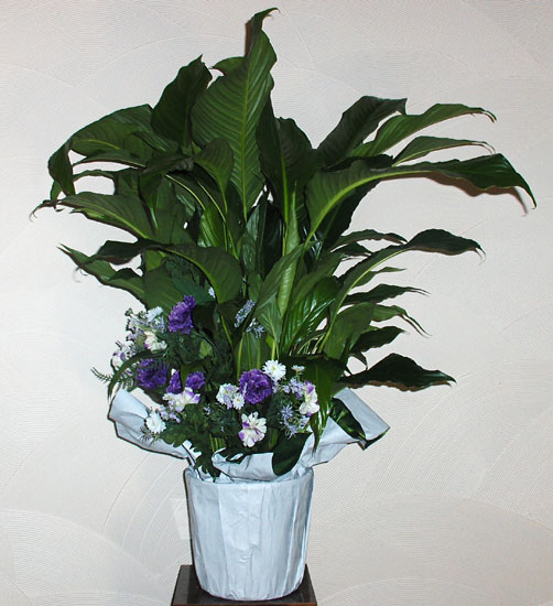 Flowers from Richard & Jean Allison, Doug & Carolyn Larsen, Dennis & Sandy Larsen, Ron & Shari Ochs and Families