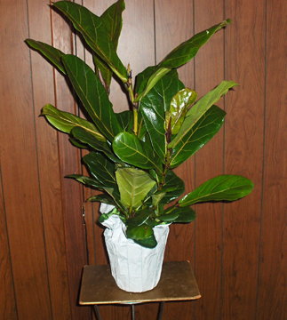 Flowers from Jim & Debbie Antonsen and Family