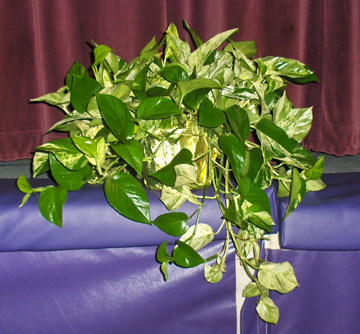 Flowers from Great Grandchildren