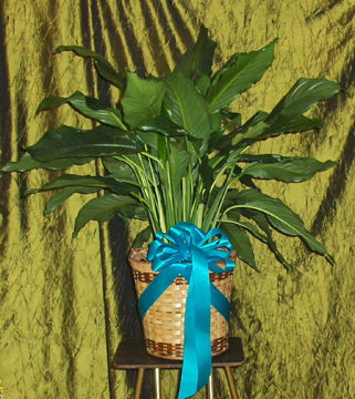 Flowers from Stulken, Peterson, Lingle, Walti & Jones
