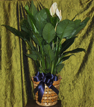 Flowers from Roseth Brothers and Family - Roy Roseth